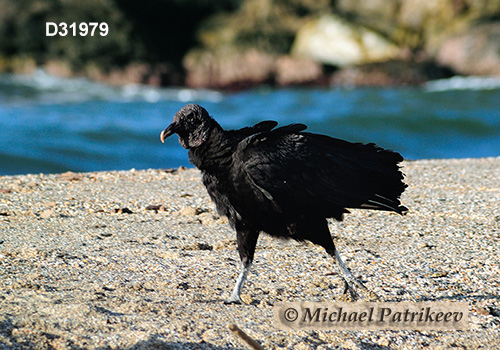 American Black Vulture (Coragyps atratus)